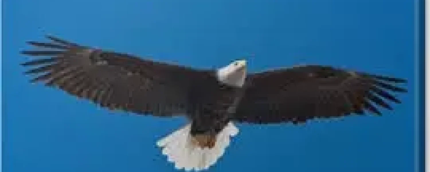 eagle